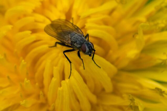 Яку рослину посадити на подвір’ї чи в саду, щоб відлякати мух та комарів