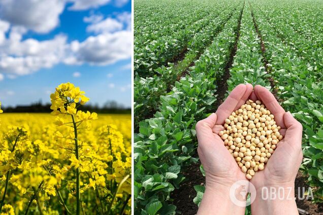 Иллюстрация. Агрокультуры соя и рапс