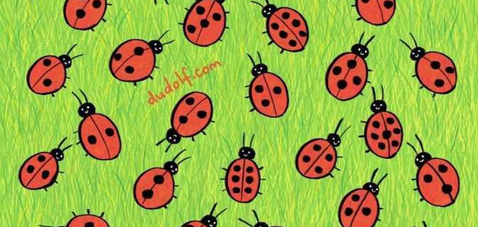 Є лише 11 секунд: знайдіть дивне сонечко, яке виділяється серед інших комашок