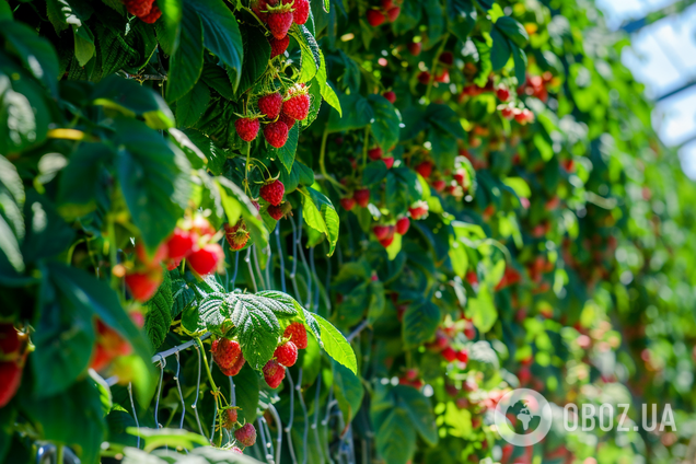 Что обязательно нужно сделать с малиной после сбора урожая: 5 важных шагов