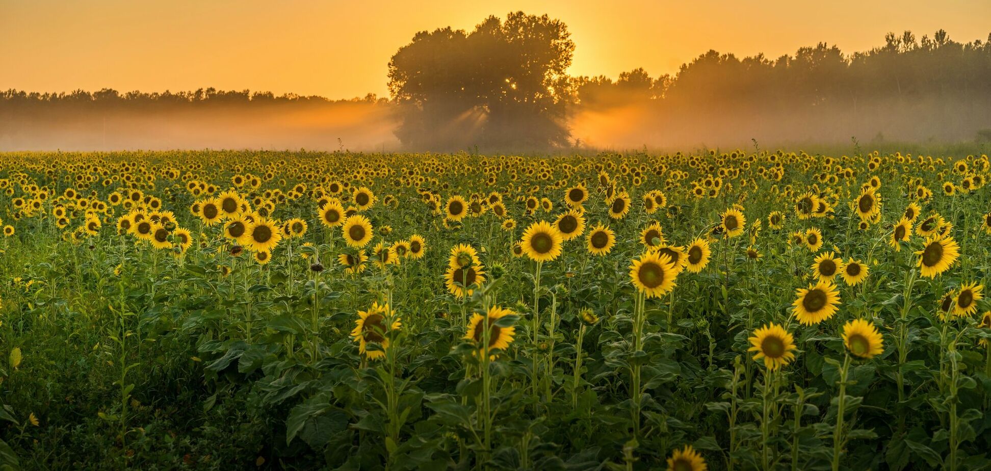 Які хвороби заважають зібрати врожай соняшнику в Україні: перелік і методи запобігання
