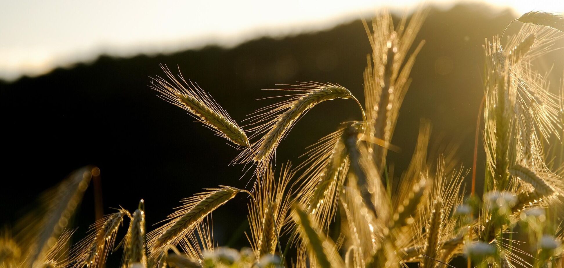 Иллюстрация - поле ржи