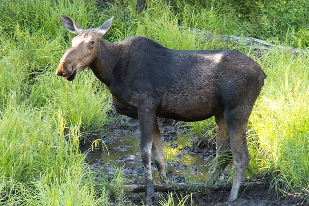 У Києві на Почайні помітили великого лося. Відео