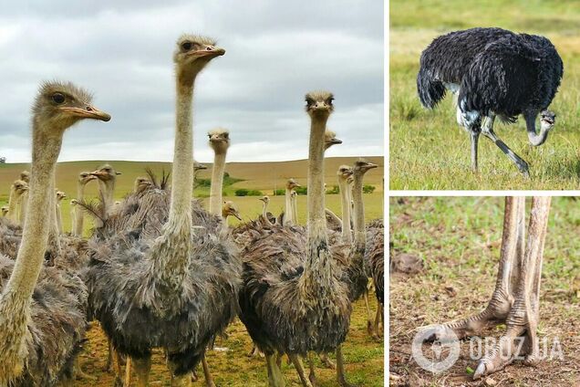 Чому у страусів чотири колінних чашечки: вчені знайшли пояснення