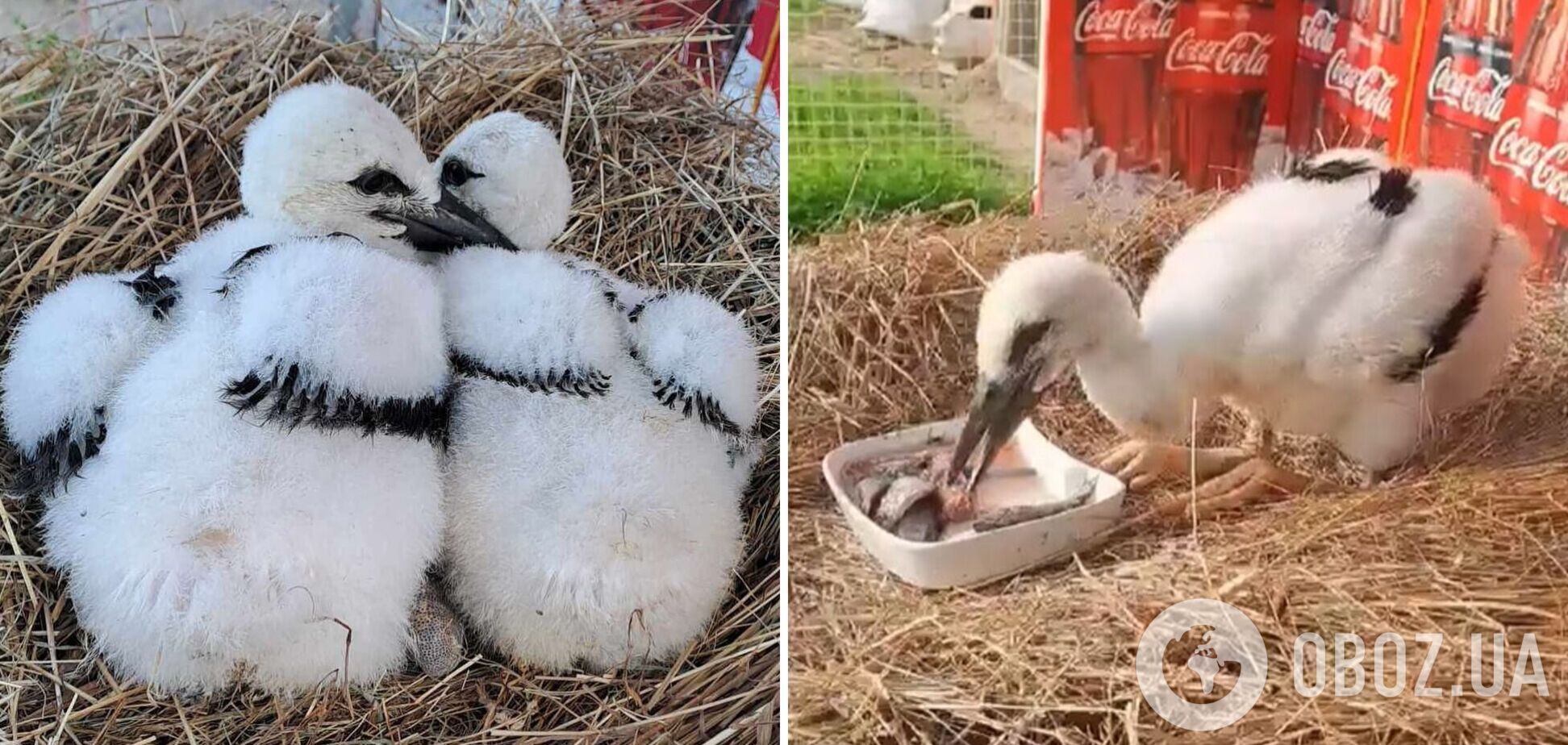 Лелеченя Катруся