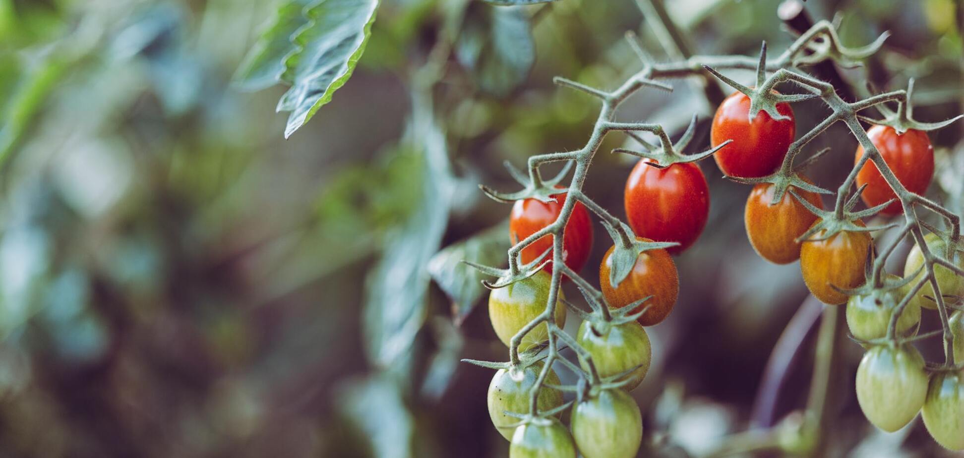 Почему помидоры чернеют и гниют: ошибки, которых следует избегать
