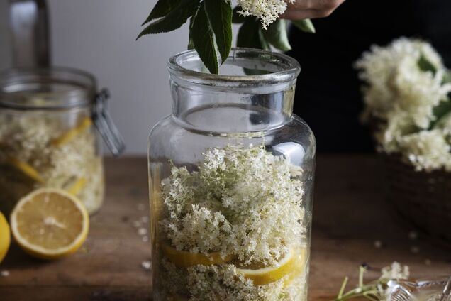 Как из бузины приготовить шампанское