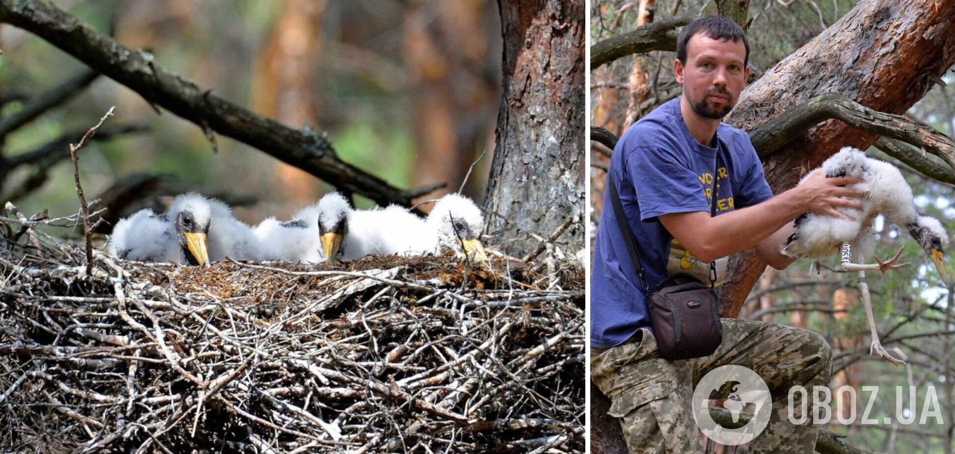 Специалисты Чернобыльской зоны закольцевали малышей самой загадочной птицы Украины. Фото
