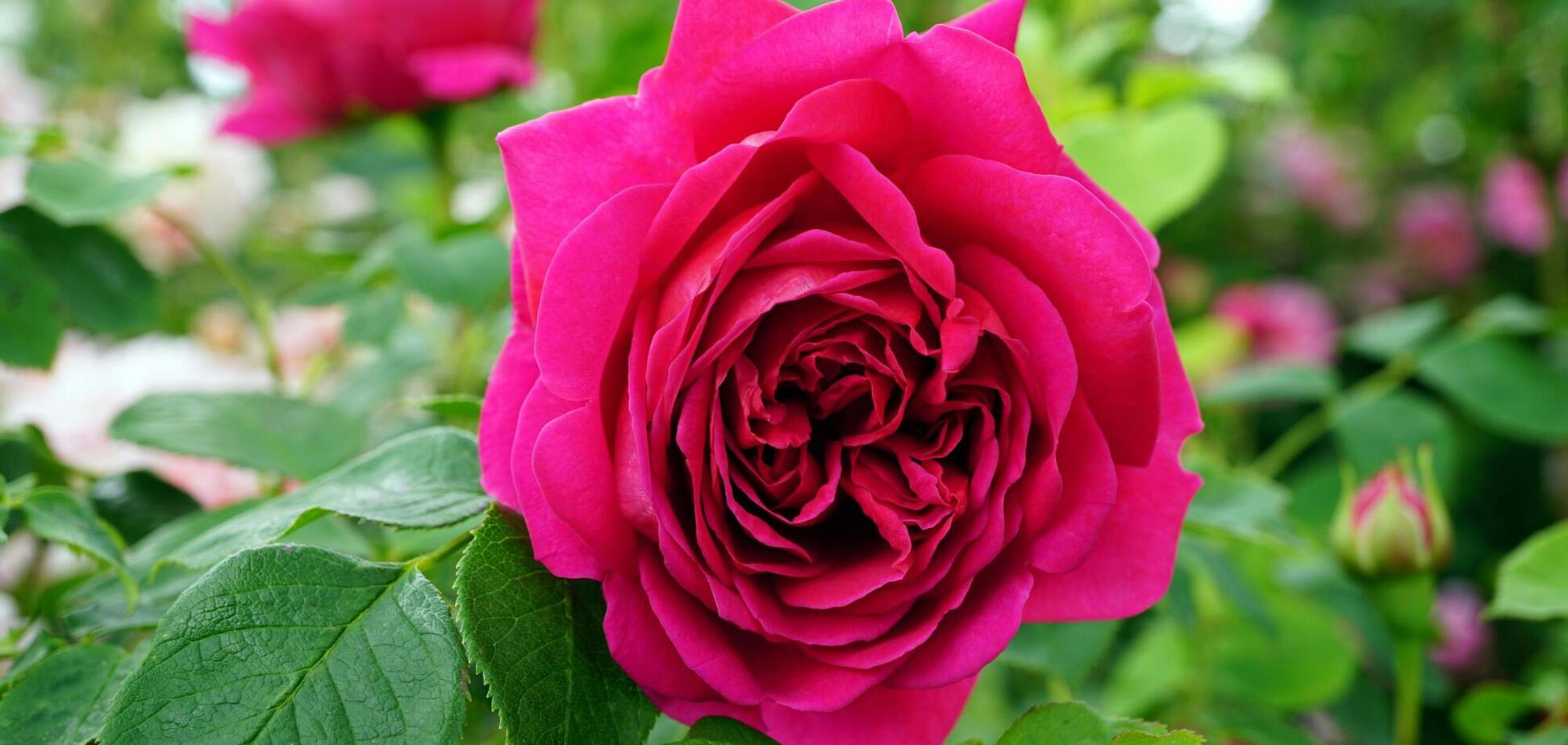 Чем подкормить розы, чтобы они цвели чаще и дольше: необычное решение