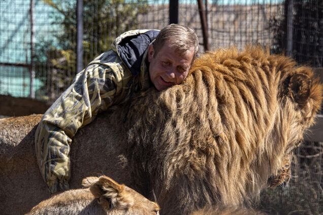 В Крыму ворованные из Мариуполя львы напали на владельца парка 'Тайган': коллаборант в реанимации с прокушенной шеей. Видео