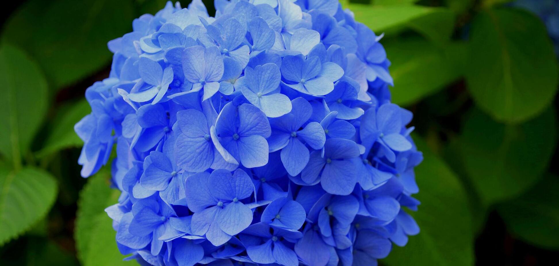 Чем подкормить гортензии, чтобы они цвели ярко синими цветами: натуральное удобрение