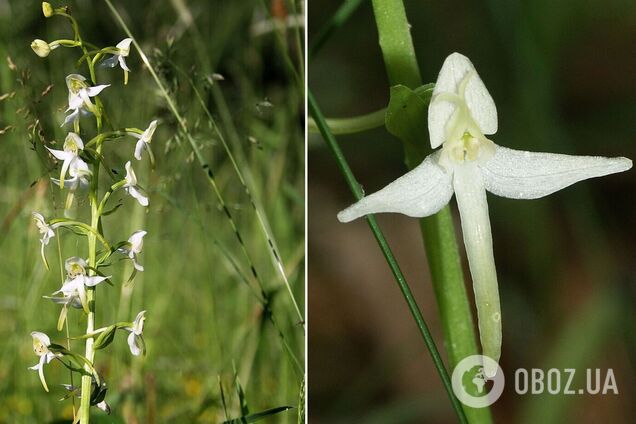 В Чернобыльской зоне заметили редкий цветок, который использовали для приготовления любовных напитков. Фото