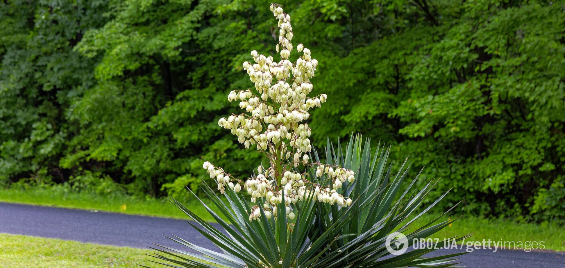 Что делать, если не цветет юкка: как ухаживать за садовой 'звездой'