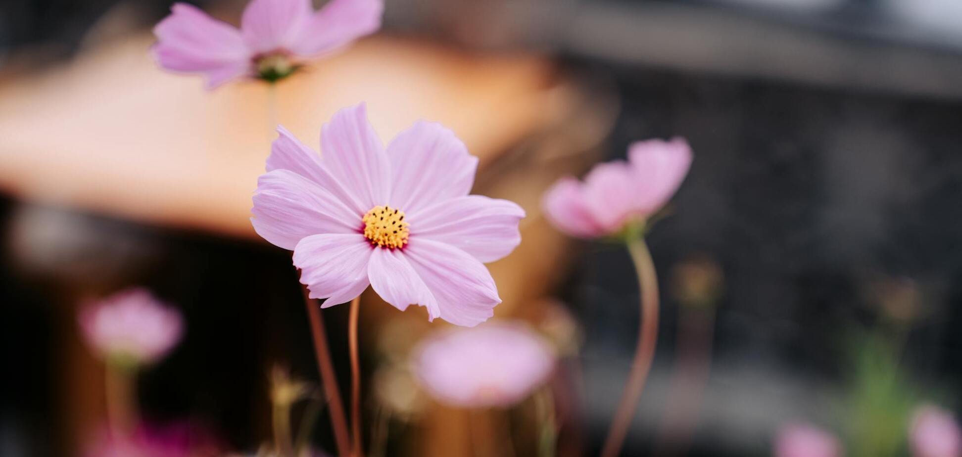 Цветут все лето: какие цветы можно срезать не один раз