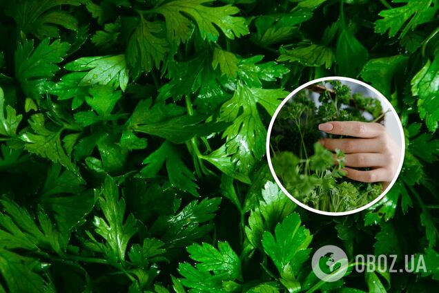 Чому влітку жовтіє петрушка: як врятувати