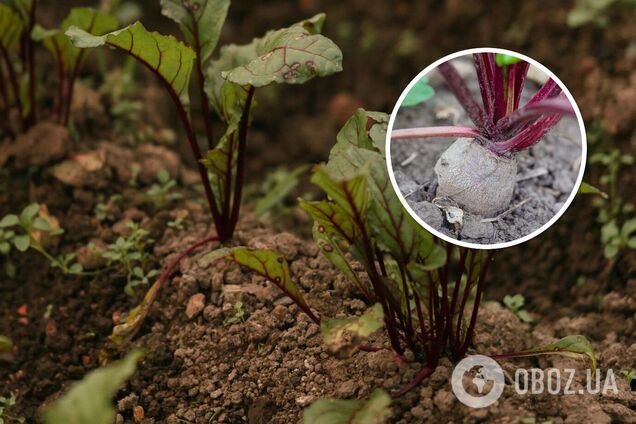 Чем подкормить свеклу в период роста листьев: полезные советы