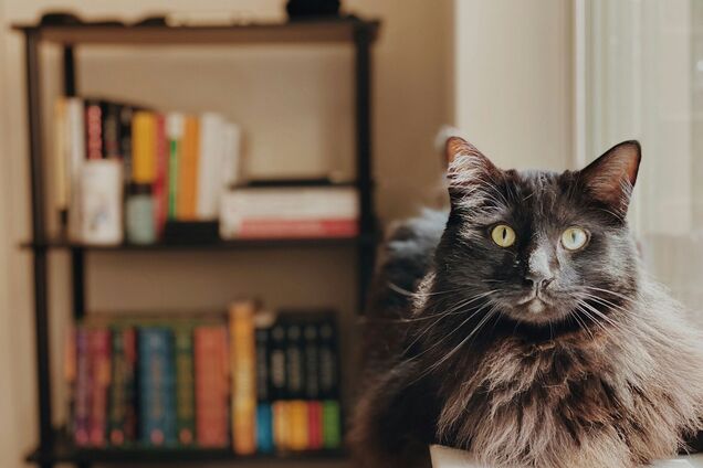 Что такое 'гайнувати': значение слова