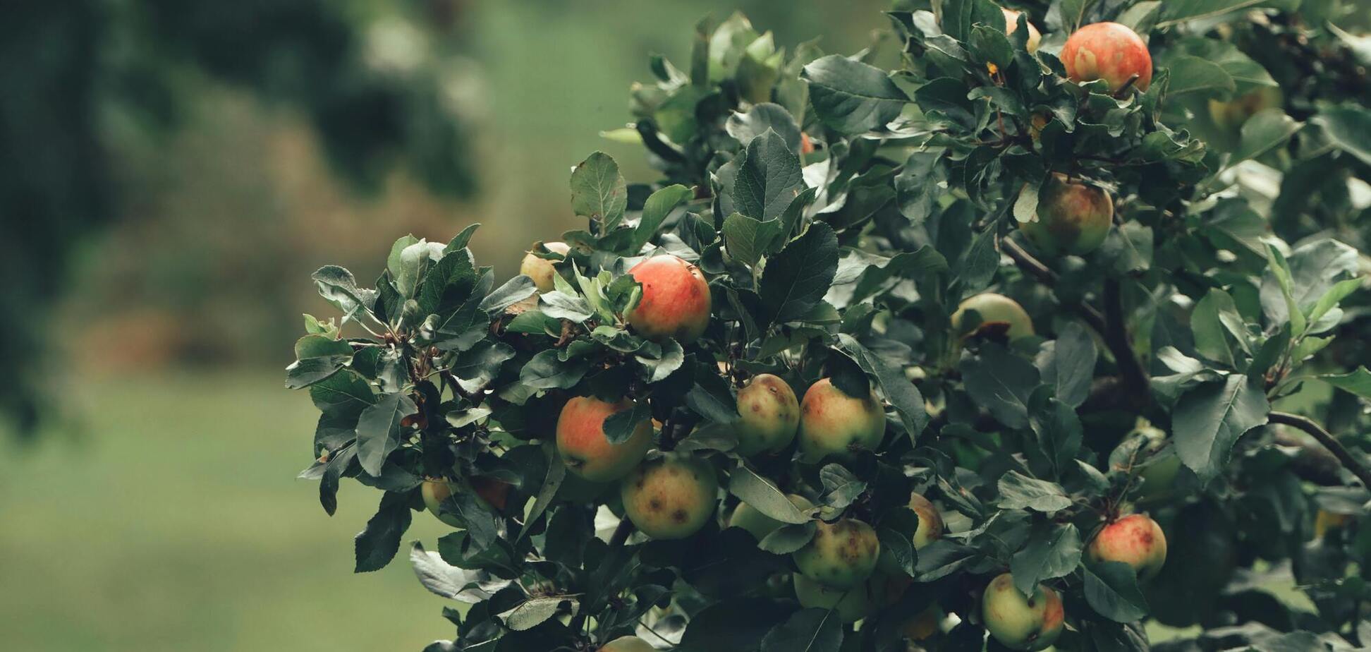 Топ-6 фруктовых деревьев, которые могут расти хоть 100 лет и дарить плоды
