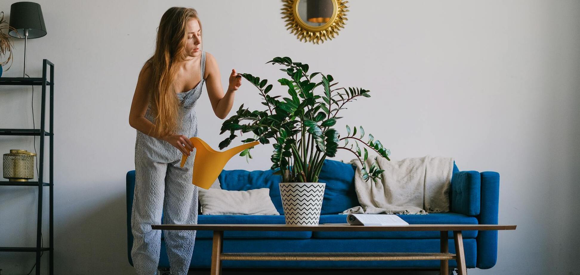 Заміокулькас ростиме як скажений: допоможе одна проста дія