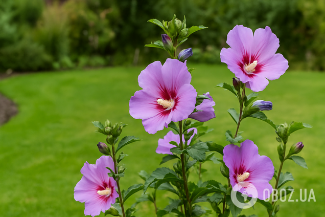 Альтернатива гортензиям: что посадить на даче, чтобы цвело до морозов