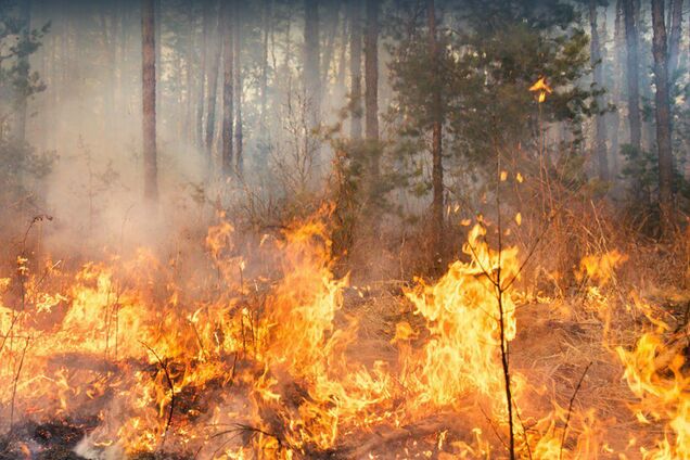 Больше всего страдает Забайкалье: в России бушуют масштабные лесные пожары, к борьбе с огнем привлекают госслужащих. Видео