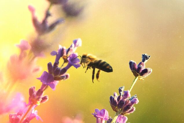 Осень в Украине начнется жарой: синоптик рассказала, чего ждать. Карта