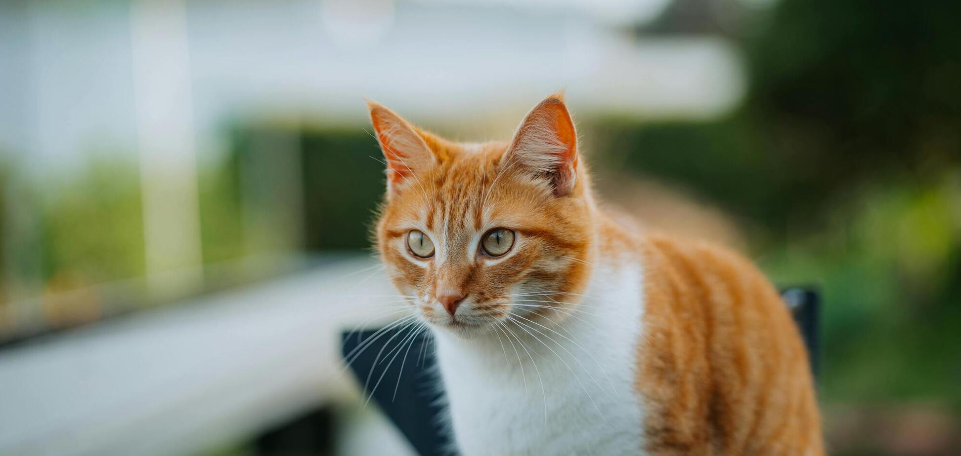 Названы две проблемы, которые могут стать смертельными для кота