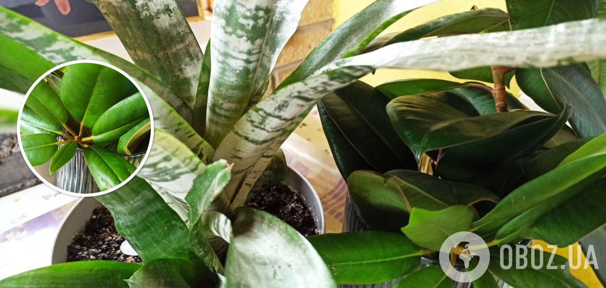 Притягивают неудачи: какие комнатные цветы считают несчастливыми