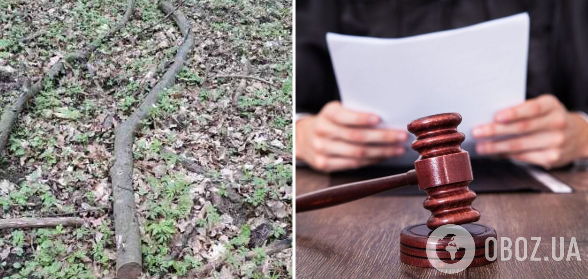 Суд конфисковал ветку граба у ветерана