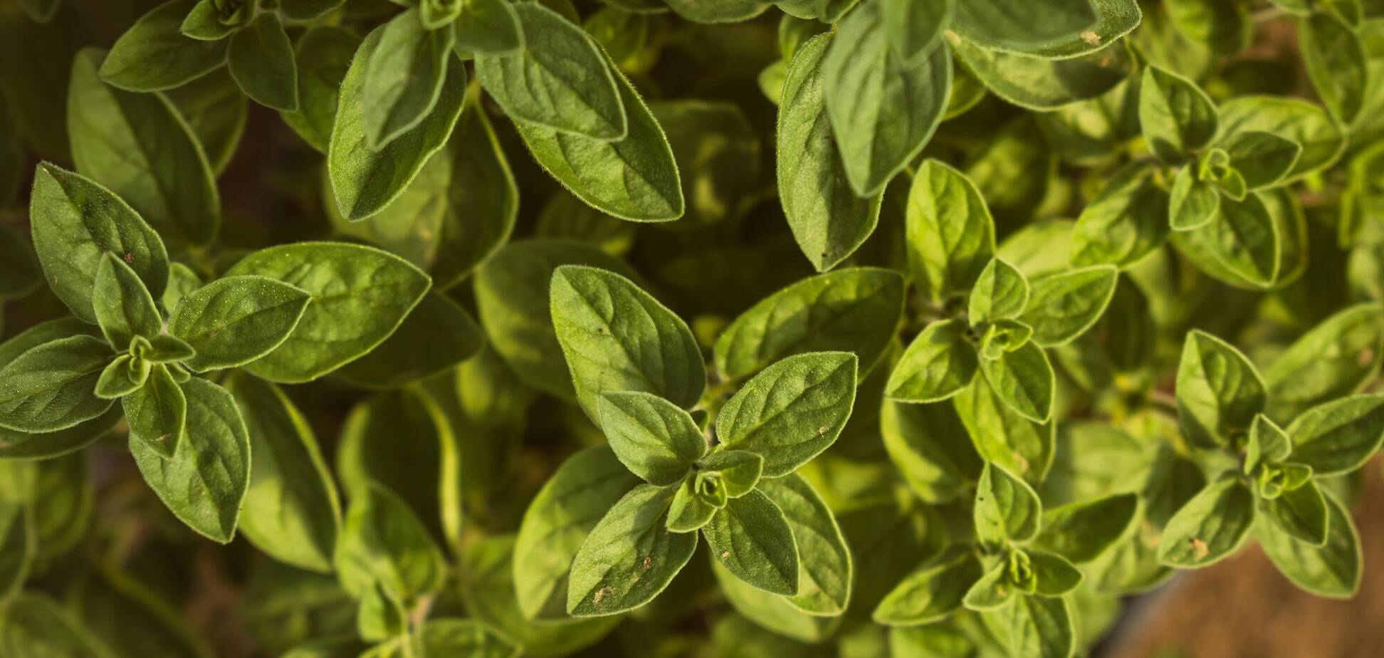 Будьте обережні: кому не варто вирощувати майоран