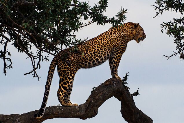 В чем разница между ягуаром и леопардом: есть едва заметная подсказка