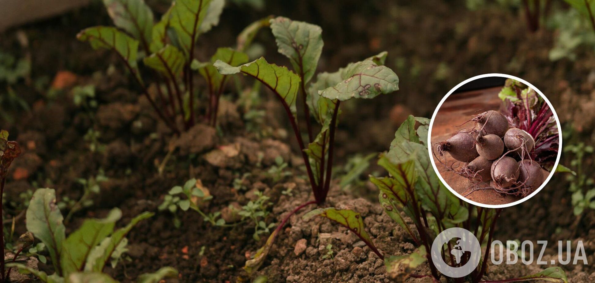 Буде соковитий і солодкий: чим підживити буряк, коли росте листя