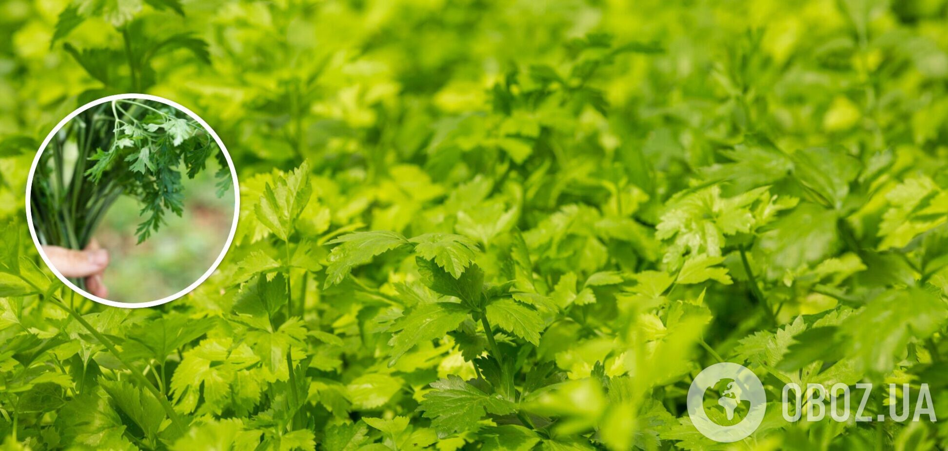 Идеальные компаньоны: какие растения посадить возле кинзы