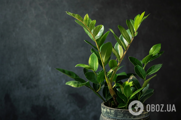 Сделать очень легко: чем подкормить замиокулькас для роста новых стеблей