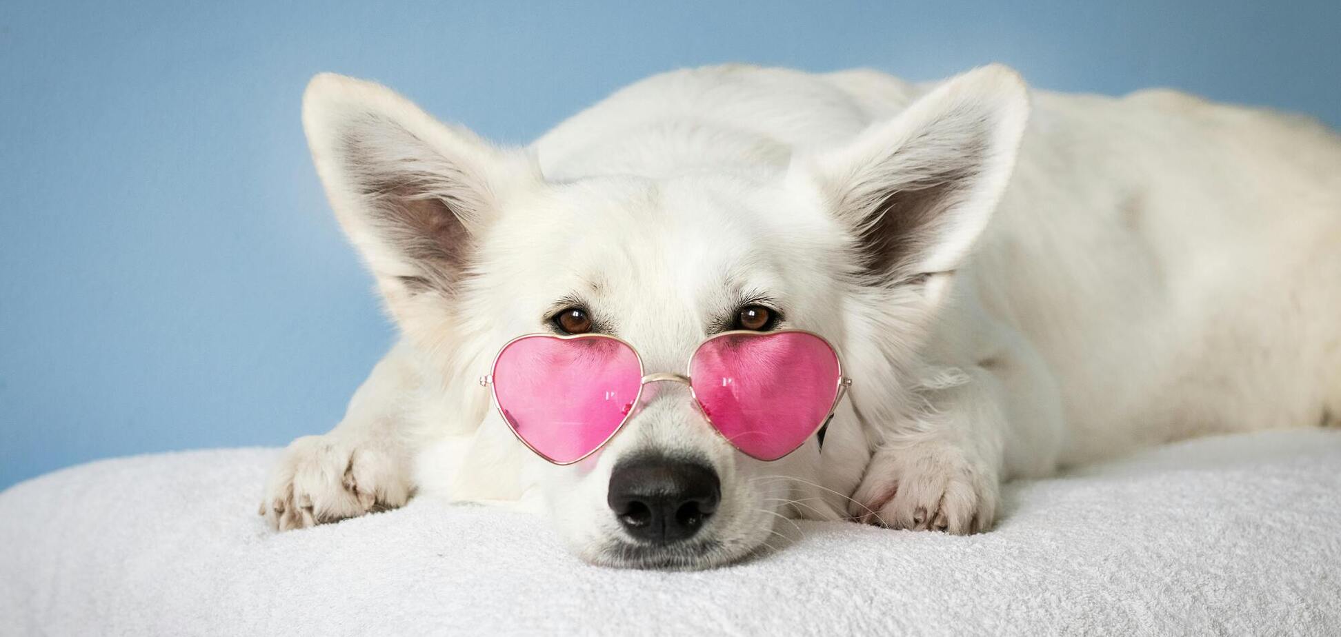 Как собаки 'тестируют' своих хозяев: выяснилась одна очень интересная деталь