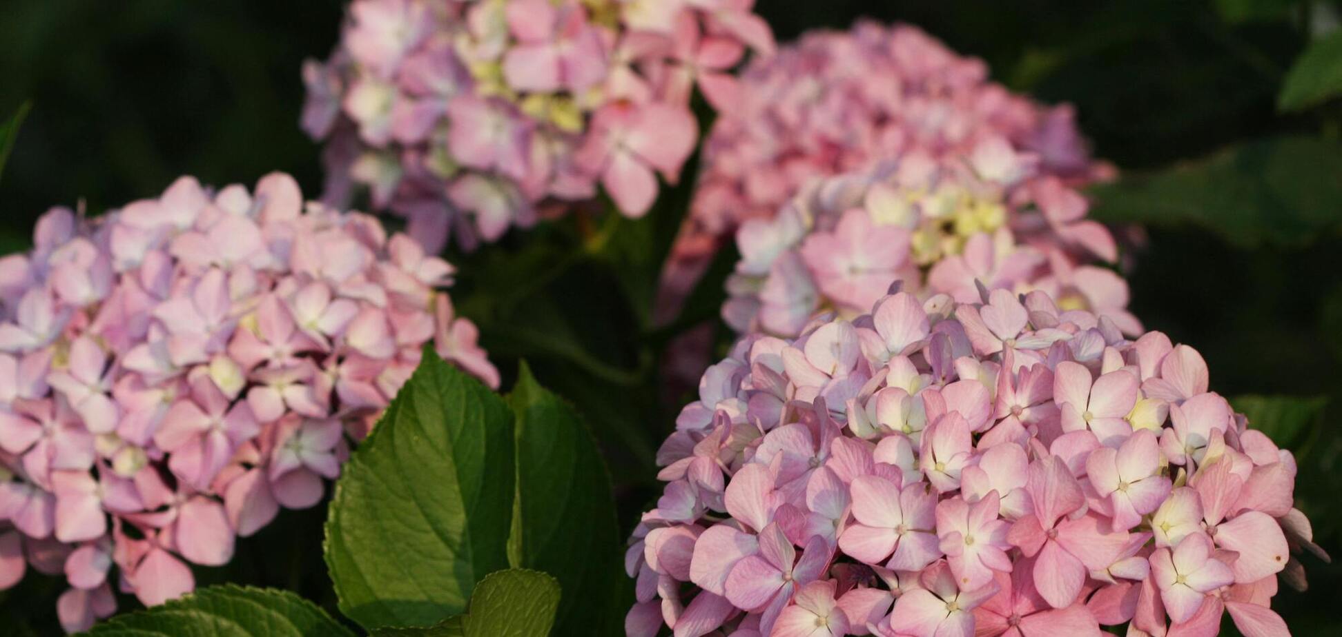 Ніколи не робіть цю помилку, вирощуючи гортензії: порада для новачків