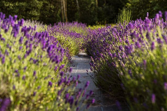 Как обрезать лаванду, чтобы цвела все лето: советы для новичков