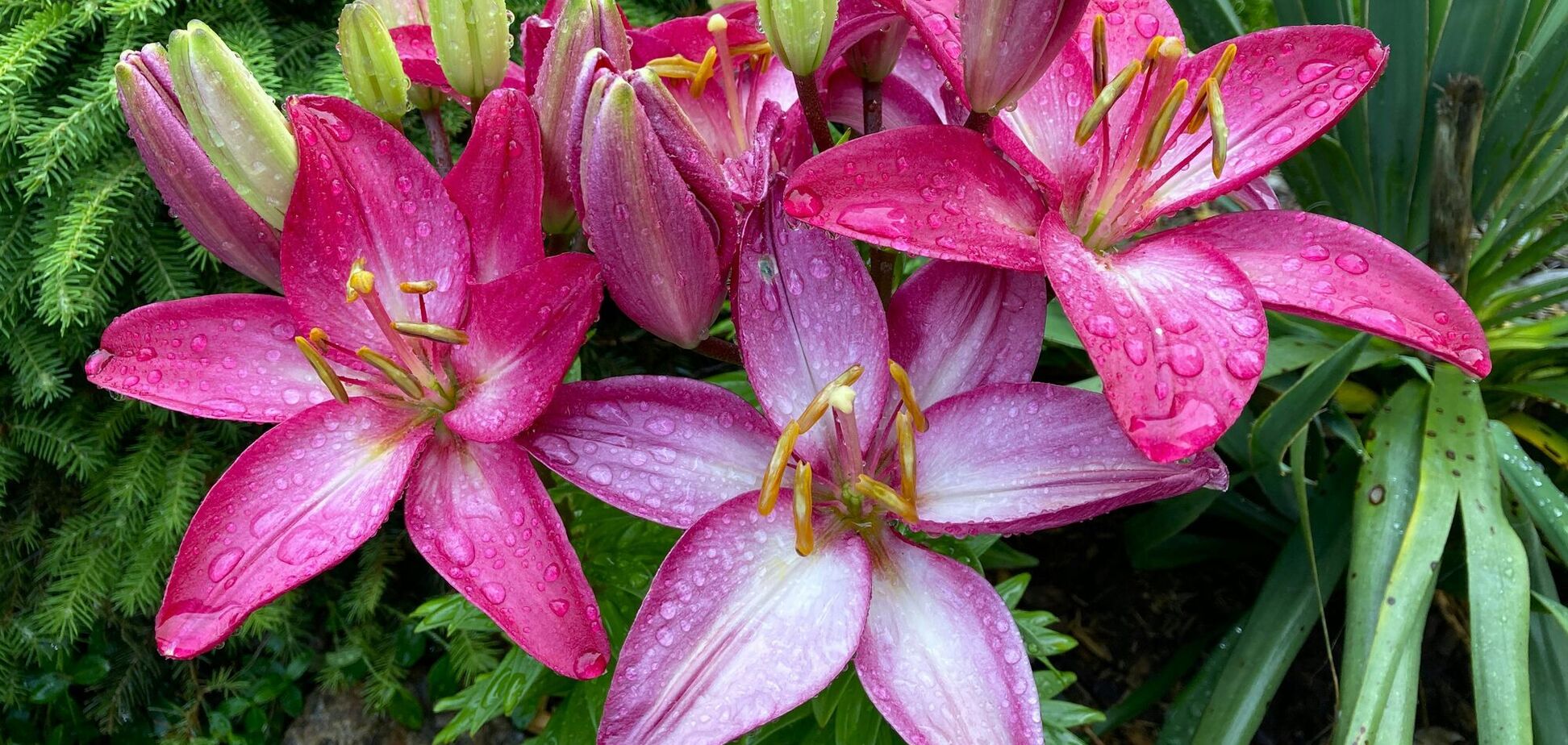 Що зробити, щоб лілії цвіли двічі за сезон: корисна порада