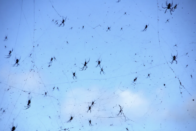 Паучий дождь: что это за жуткий феномен и как именно он образуется