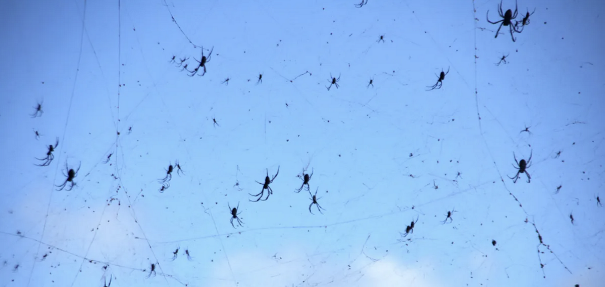 Паучий дождь: что это за жуткий феномен и как именно он образуется