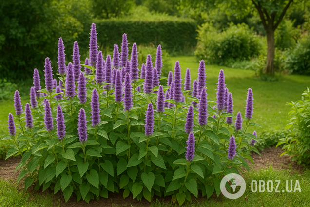 Цветет с весны до осени: названа идеальная альтернатива лаванде