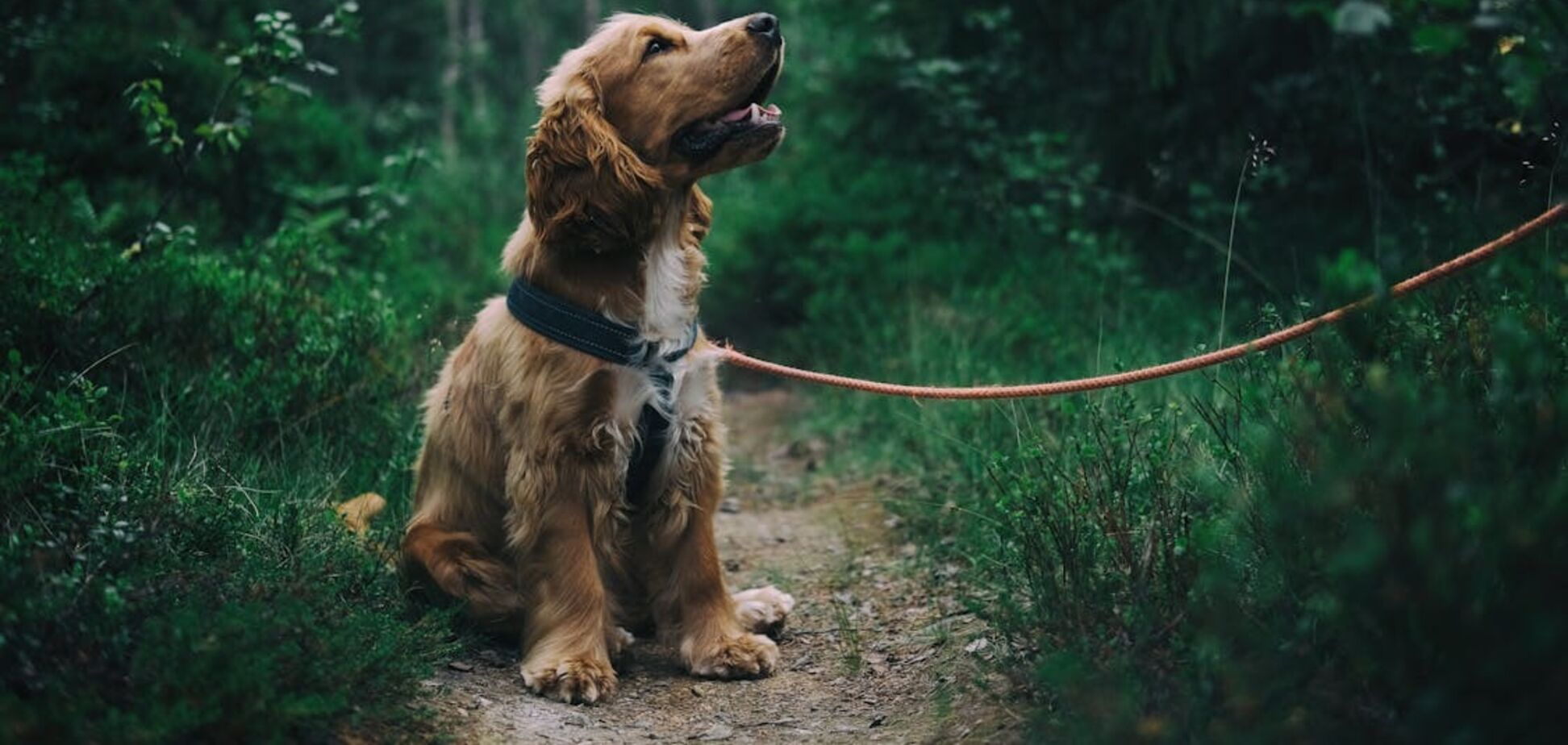 Названа самая большая ошибка владельцев собак, которой следует избегать во время отпуска