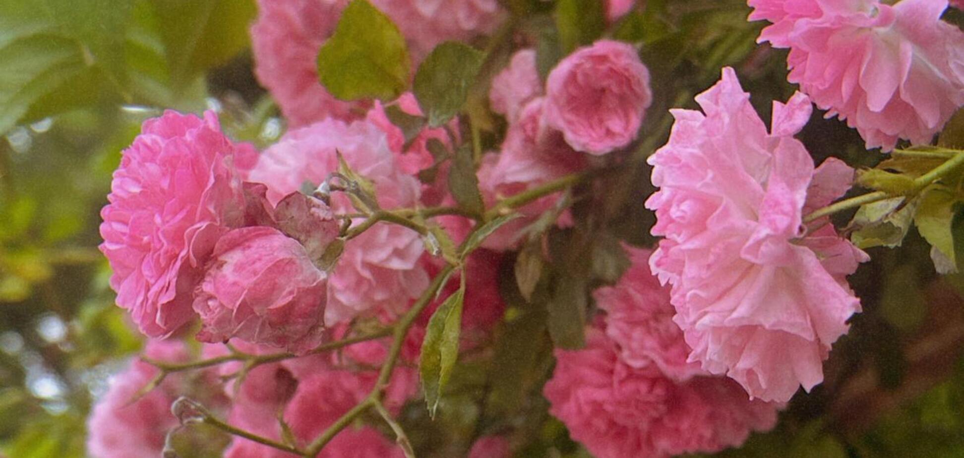 Цвет будет бешеным: чем подкормить розы