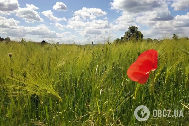 Спека до +34 і грози: у Гідрометцентрі попередили про коливання погоди в перший тиждень літа