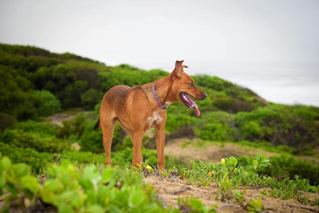 Як зрозуміти, що у собаки тепловий удар: ранні симптоми
