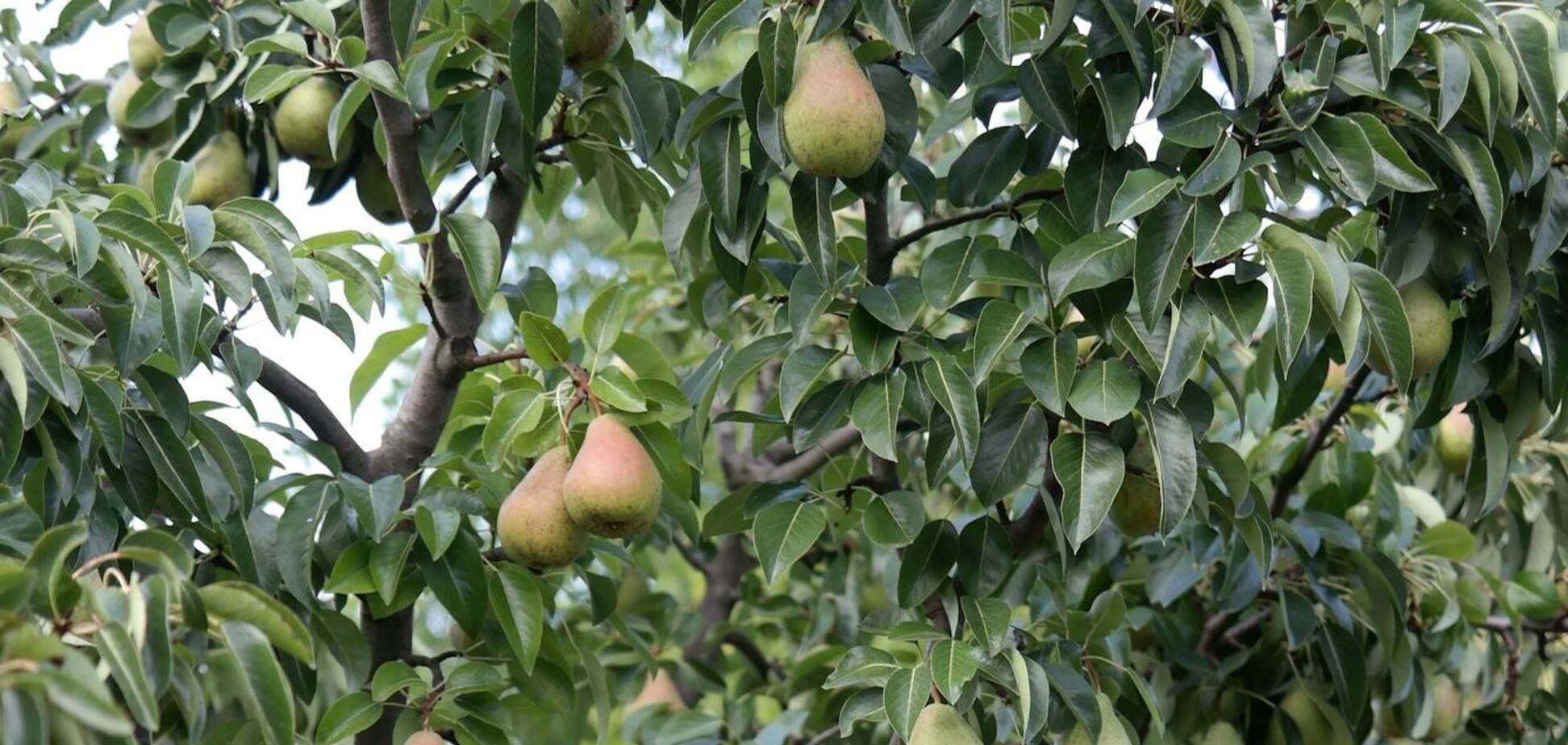 Чому не родить груша: поширені помилки, що псують урожай