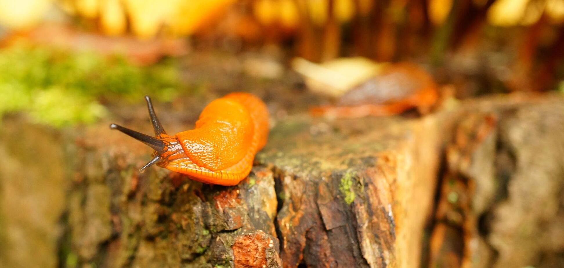 Как избавиться от слизней на огороде и в саду: простой способ