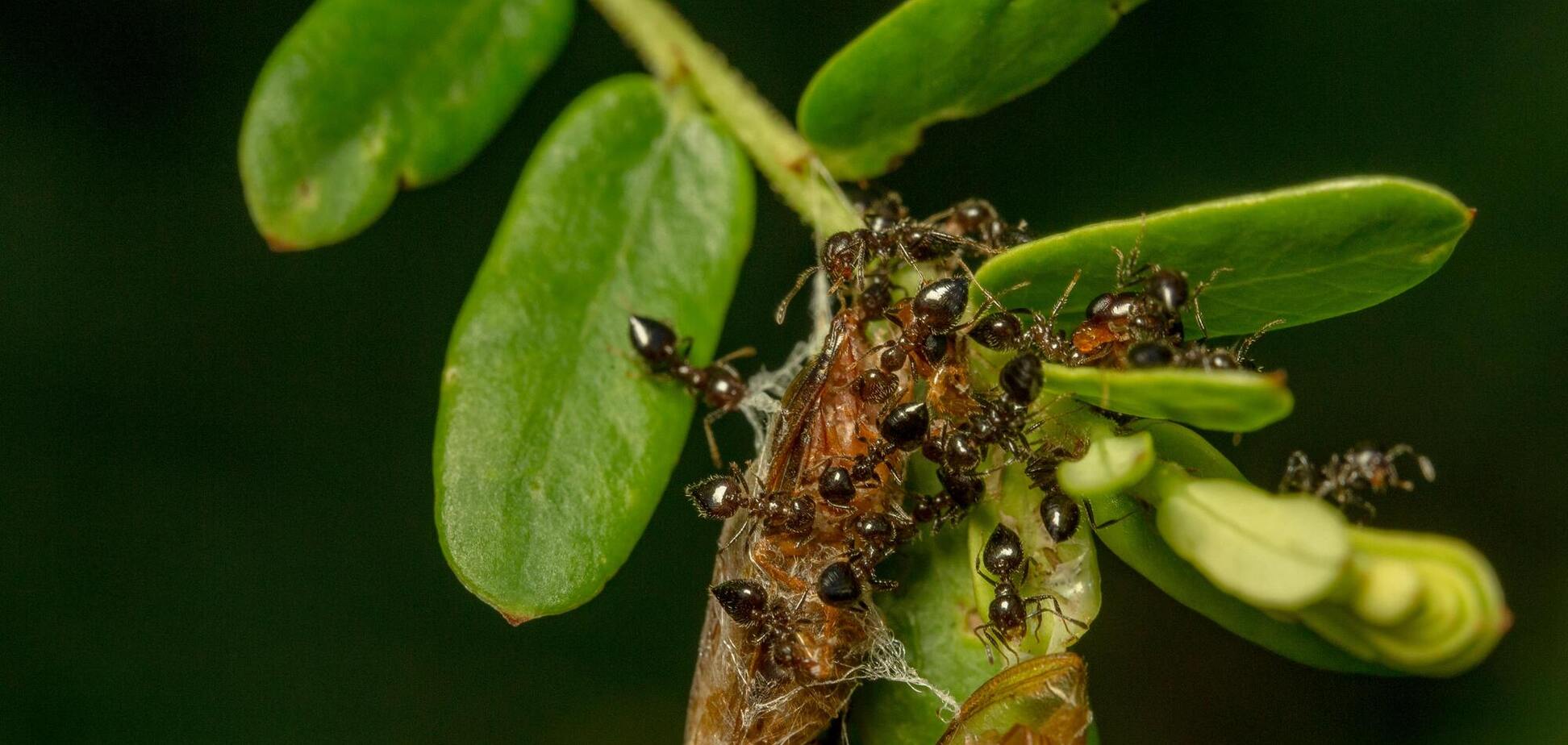 Як відлякати мурах від будинку: лайфхак з домашнім засобом