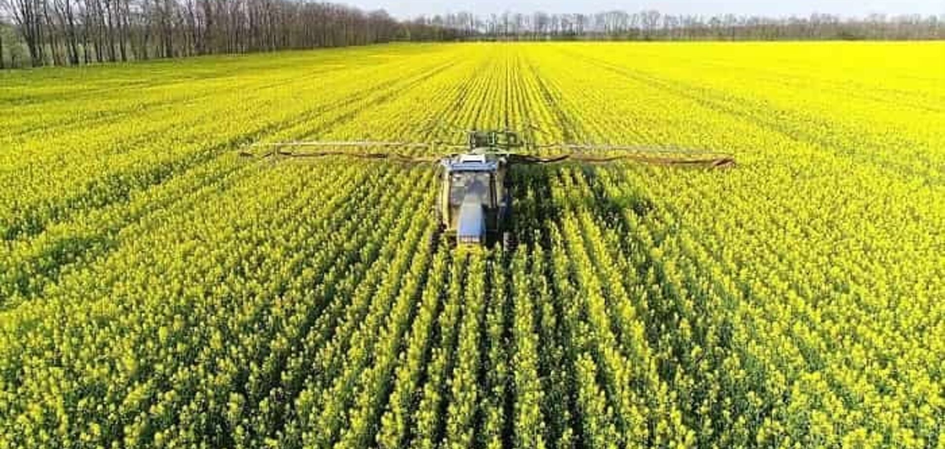 Підірве довіру інвесторів і нашкодить малим виробникам: експерти пояснили наслідки заборони на експорт ріпаку та сої
