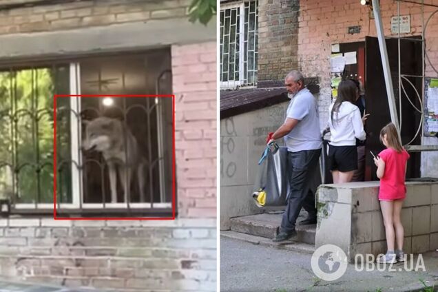 У Києві врятували вовка, якого поселили у столичній квартирі. Подробиці та відео